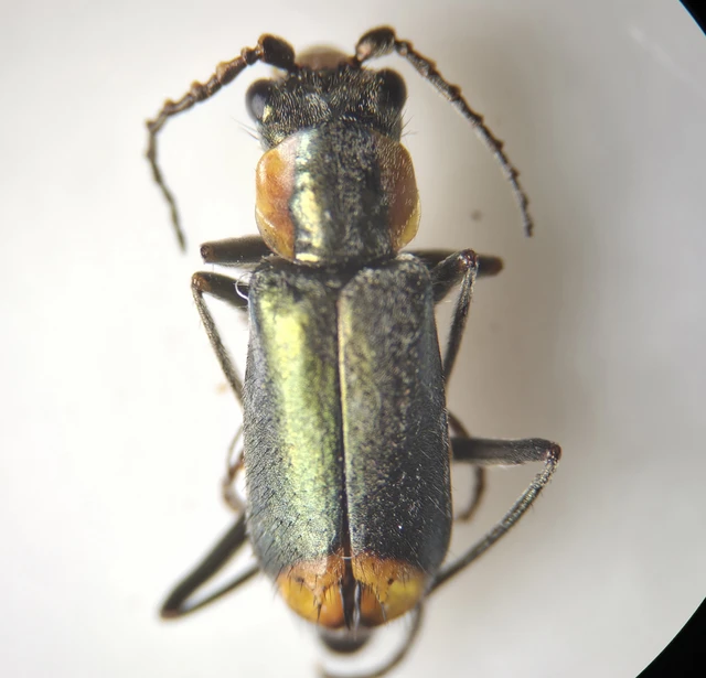 Melyridae - sziklaibogár-félék