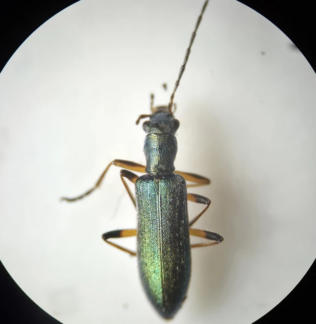 Chrysanthia geniculata - feketecsápú álcincér