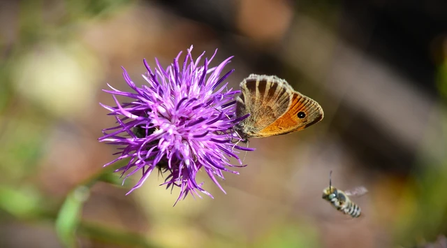 Coenonympha pamphilus - kis szénalepke