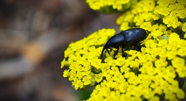 Sphenophorus