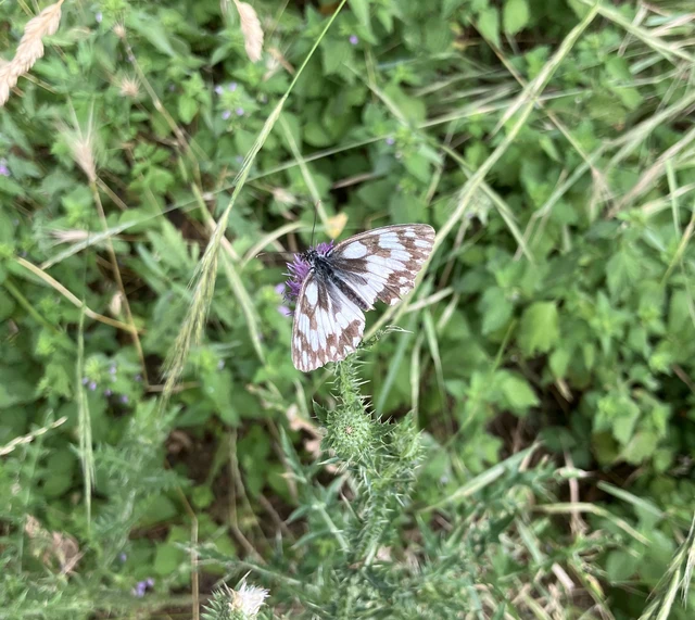Melanargia galathea - sakktáblalepke