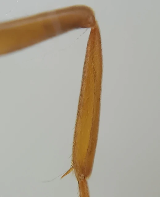 Lasius distinguendus - déli borostyánhangya