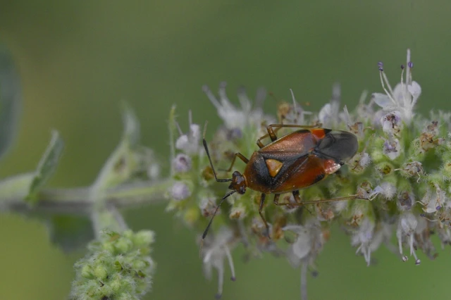 Deraeocoris ruber - vöröses mezeipoloska