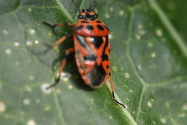 Eurydema ornata - díszespoloska Eurydema ornata - díszespoloska