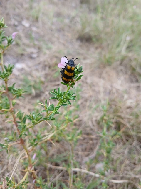 Mylabris variabilis - szalagos hólyaghúzó