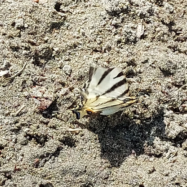 Iphiclides podalirius - kardoslepke