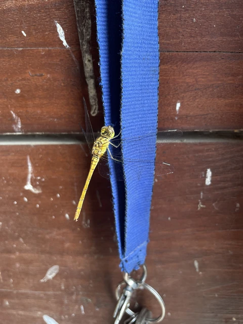 Sympetrum meridionale - fakó katona-szitakötő
