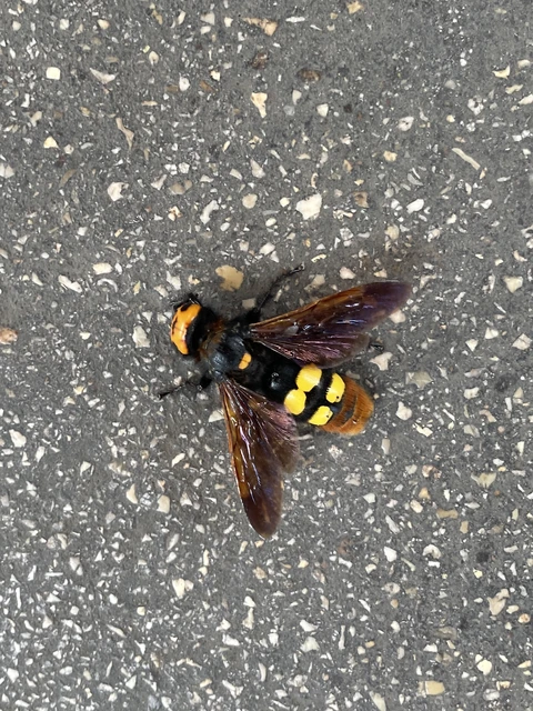 Megascolia maculata - óriás-tőrösdarázs