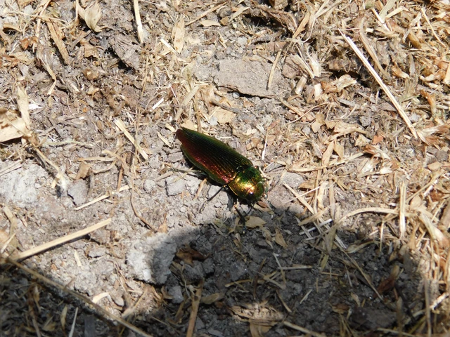Eurythyrea aurata - aranyos díszbogár