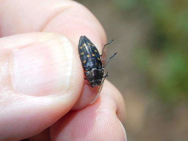 Trachypteris picta decostigma - foltos fürgedíszbogár