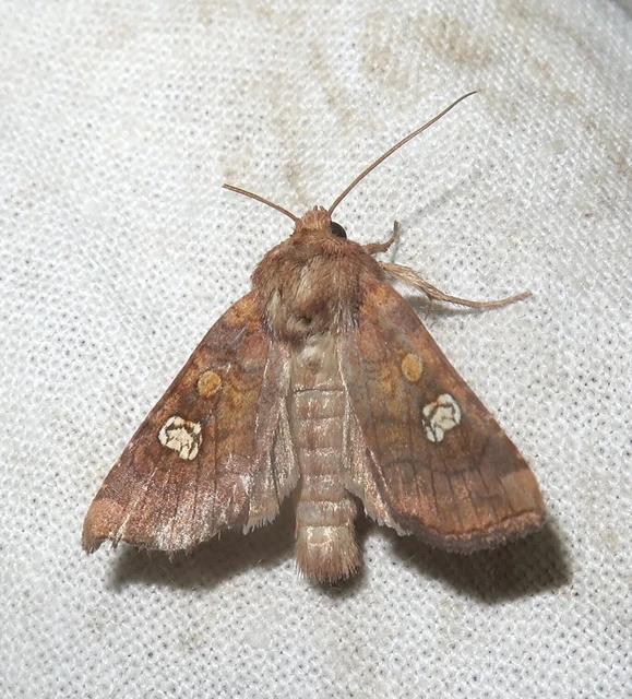 Amphipoea oculea - nagyfoltú lápibagoly