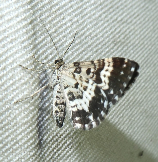 Epirrhoe tristata - gyászos tarkaaraszoló
