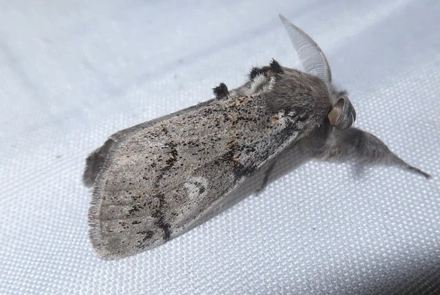 Gynaephora fascelina - vesszős szövő