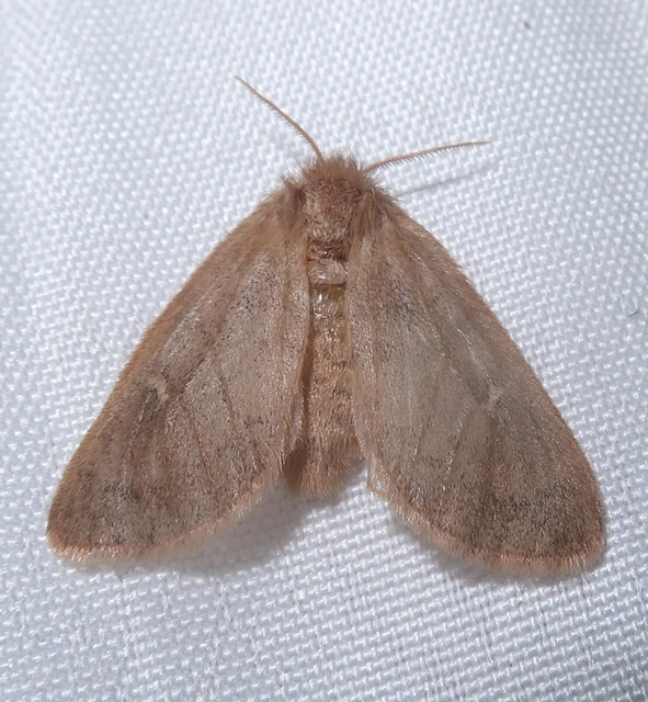 Ocneria rubea - rőt gyapjaslepke
