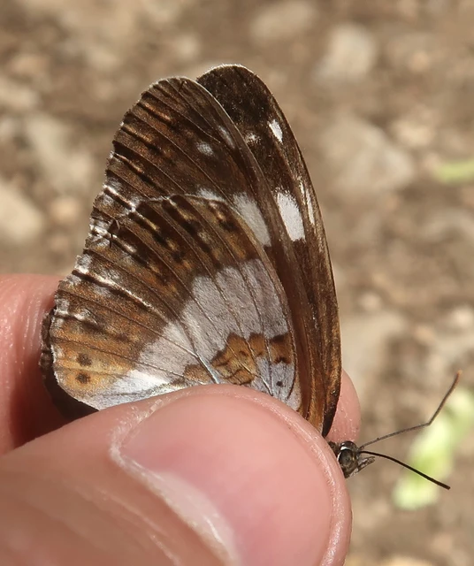 Limenitis camilla - kis lonclepke
