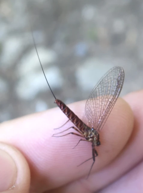Ephemeroptera - Kérészek
