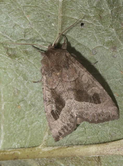 Hydraecia petasitis - nagy acsalapubagoly