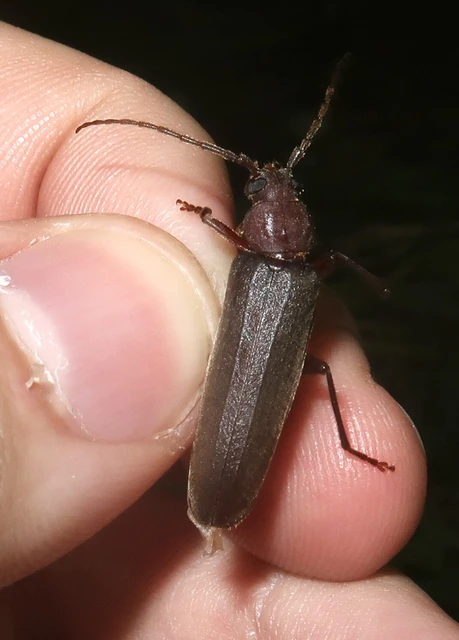 Arhopalus rusticus - gödrösnyakú cincér