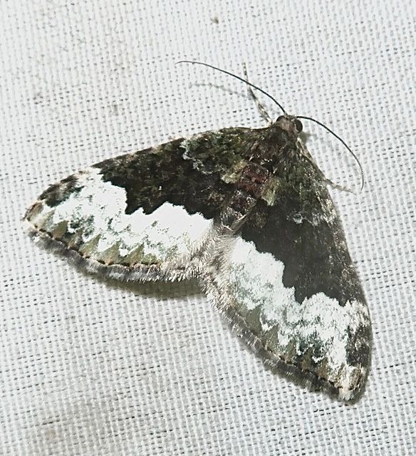 Euphyia biangulata - szegletes tarkaaraszoló