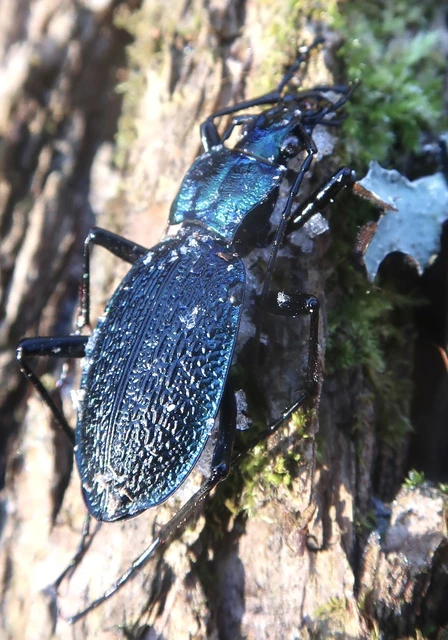 Carabus intricatus - kék laposfutrinka Carabus intricatus - kék laposfutrinka