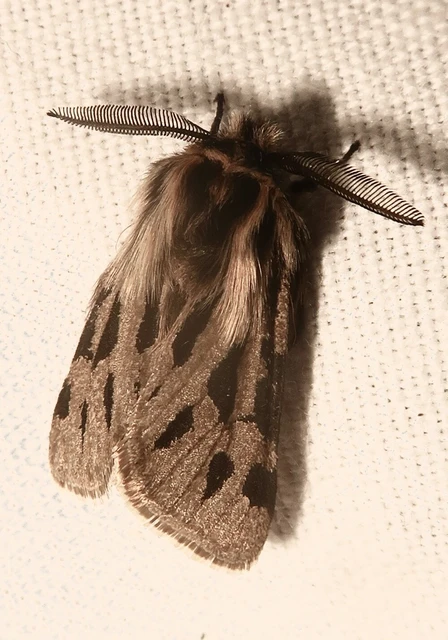 Ocnogyna parasita - csonkaszárnyú medvelepke