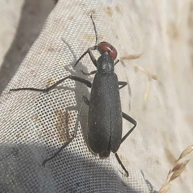 Epicauta rufidorsum - hollóbogár