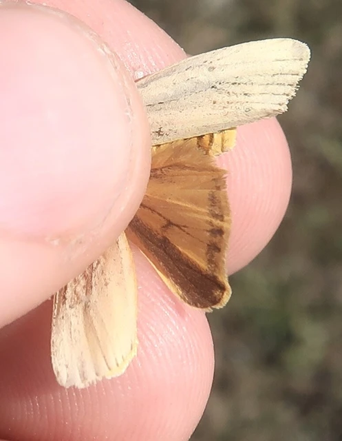 Spiris striata - csíkos molyszövő