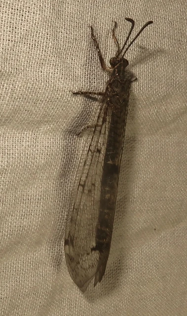 Distoleon tetragrammicus - négyfoltos hangyaleső Distoleon tetragrammicus - négyfoltos hangyaleső