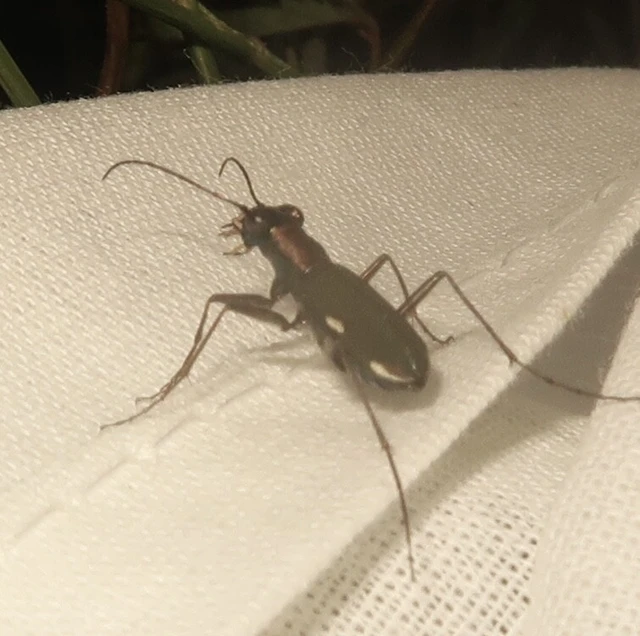 Cylindera germanica - parlagi homokfutrinka