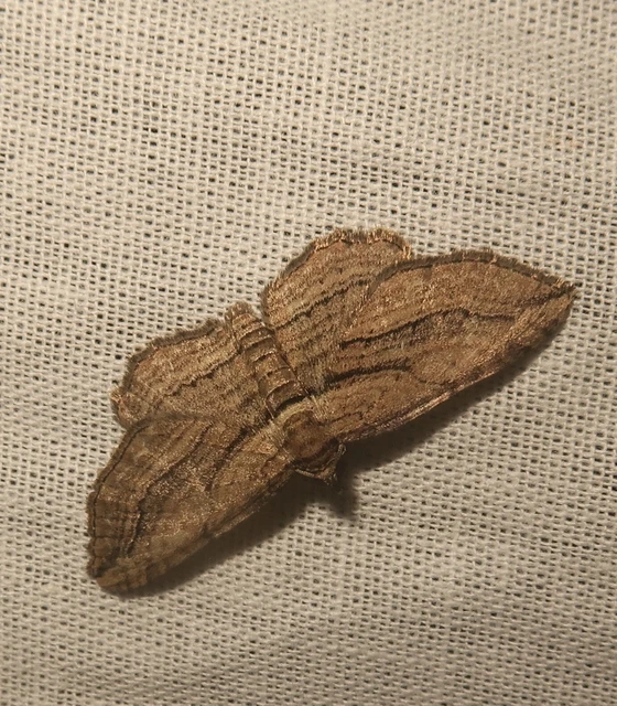 Horisme corticata - barna iszalagaraszoló