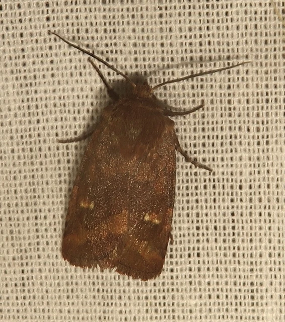 Eriopygodes imbecilla - butabagoly