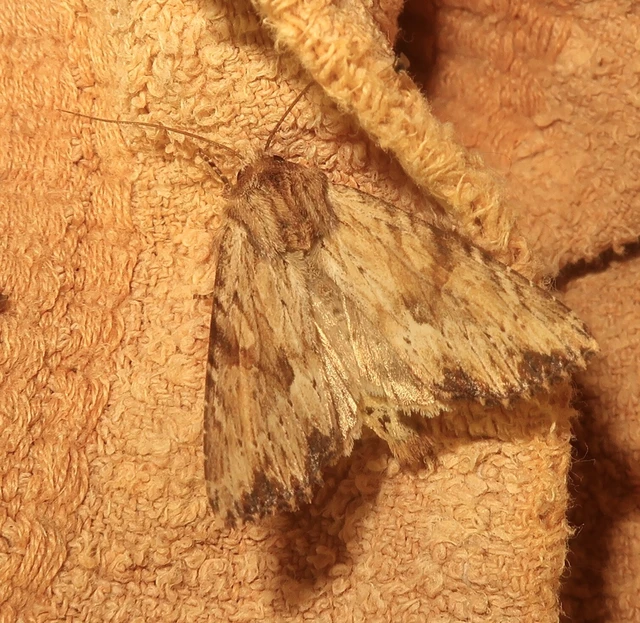 Apamea sublustris - sárgás dudvabagoly