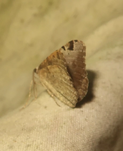 Macaria wauaria - ribiszkearaszoló