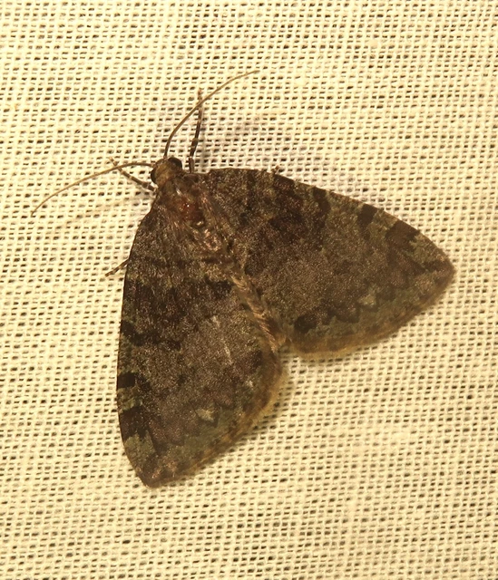Hydriomena furcata - változékony tarkaaraszoló
