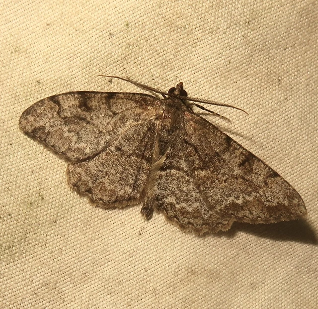 Alcis repandata - foltos faaraszoló