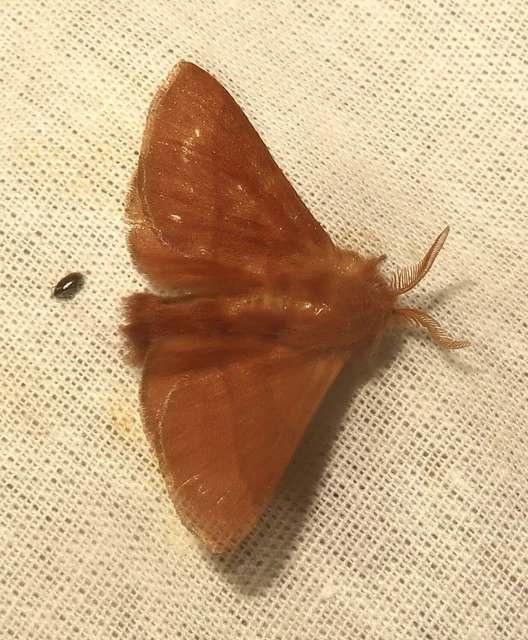Malacosoma neustria - gyűrűsszövő