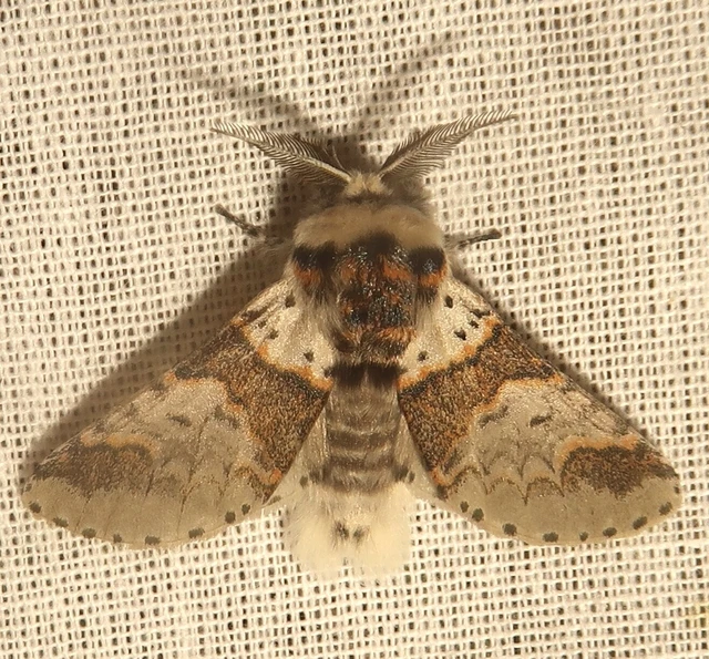 Furcula furcula - szürke púposszövő