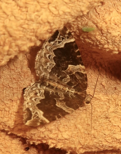 Eulithis prunata - kökény-tarkaaraszoló