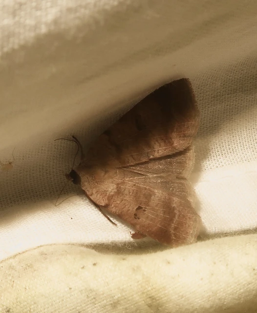 Lygephila viciae - hegyi csüdfűbagoly