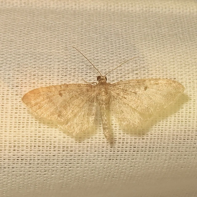 Eupithecia