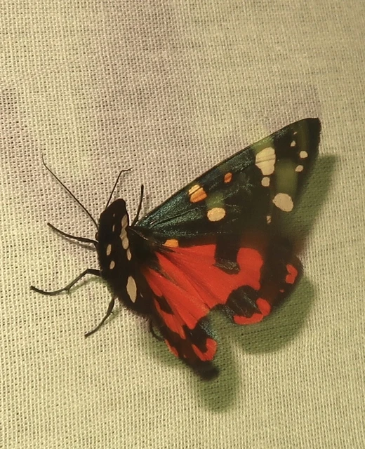 Callimorpha dominula - fémes medvelepke