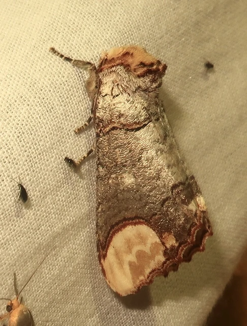 Phalera bucephala - sárgafoltos púposszövő