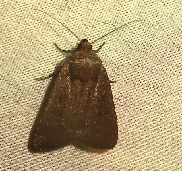 Amphipyra tragopoginis - bakszakállbagoly