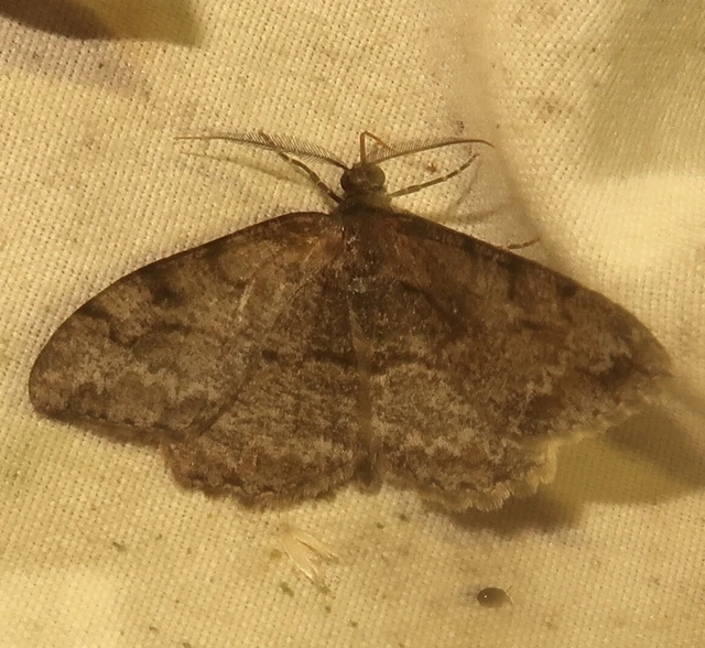 Alcis repandata - foltos faaraszoló