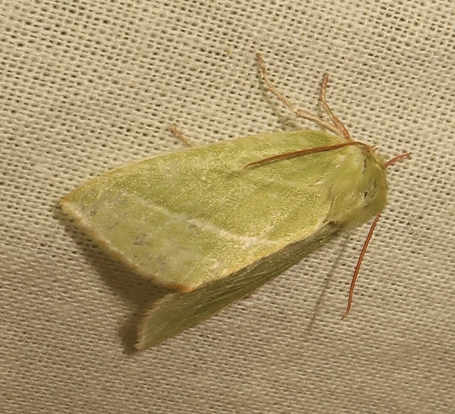 Pseudoips prasinana - bükkfa-zöldbagoly
