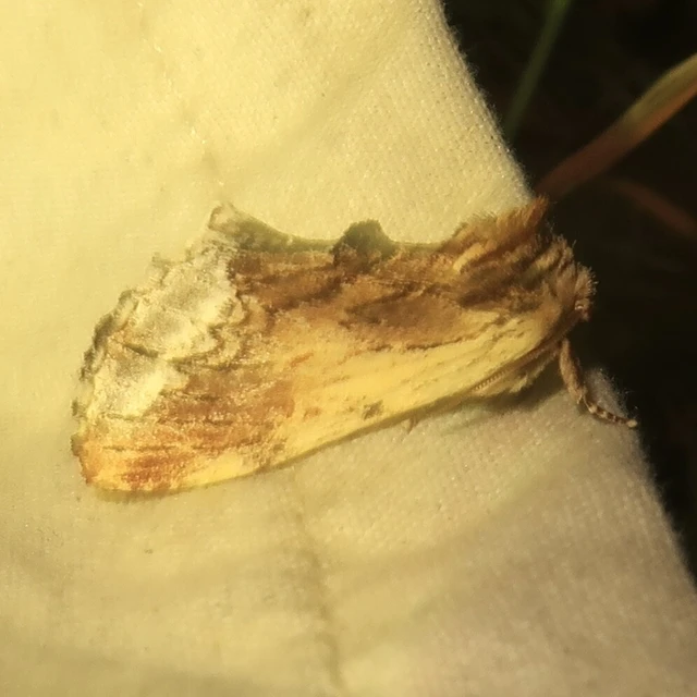 Ptilodon cucullina - csuklyás púposszövő