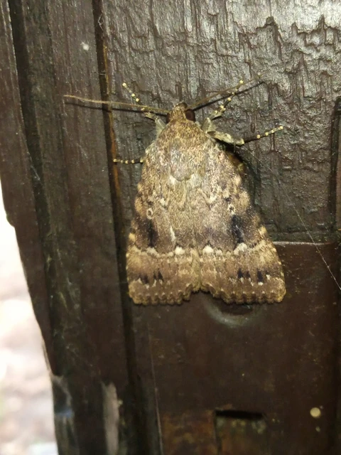 Amphipyra berbera/pyramidea