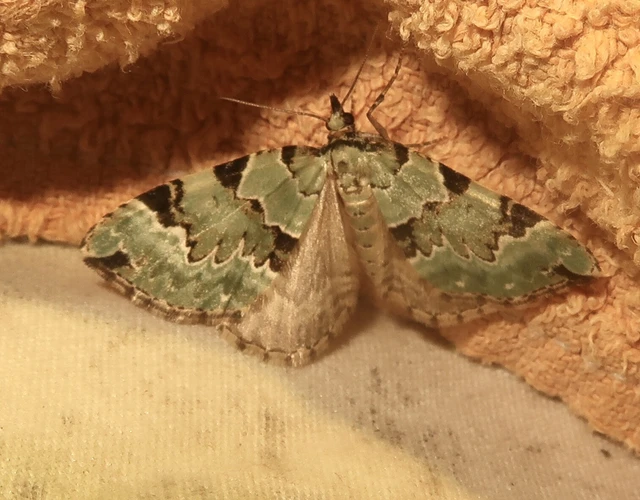Colostygia pectinataria - zöld levélaraszoló