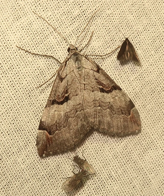Aplocera praeformata - hegyi csíkosaraszoló