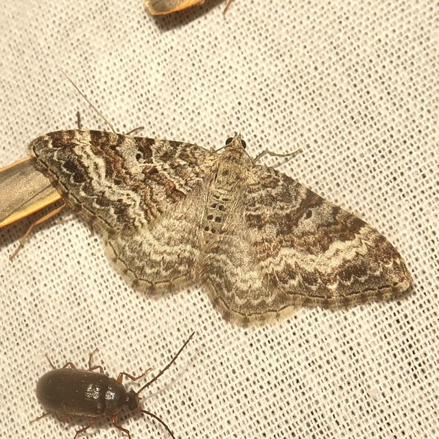 Epirrhoe molluginata - barnás galajaraszoló